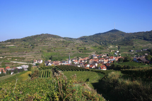 Blick auf Bickensohl im Kaiserstuhl