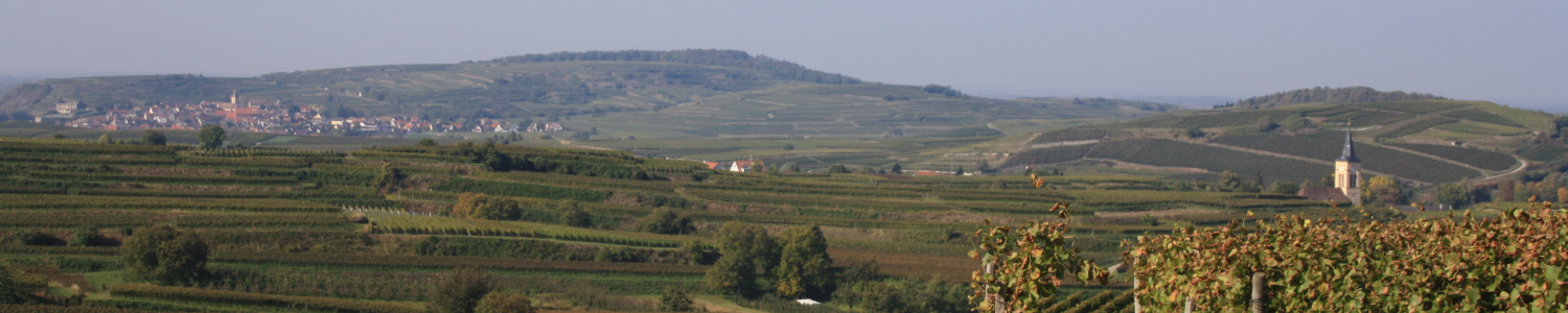 Blick von Bickensohl