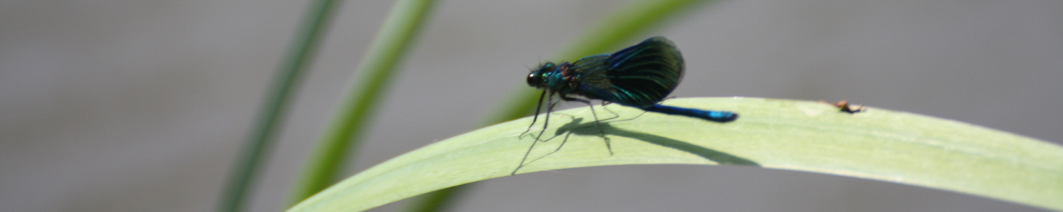 Libelle auf dem Blatt