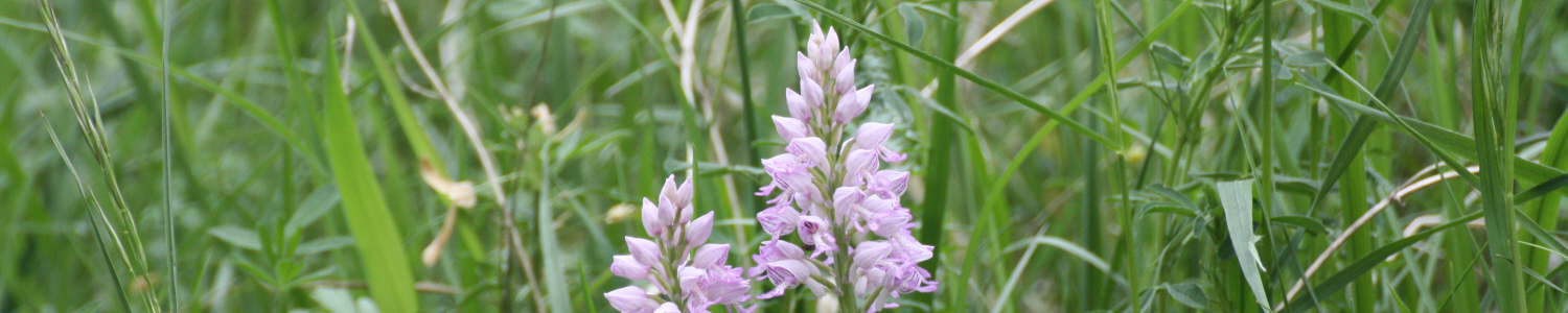 Orchideen am Kaiserstuhl