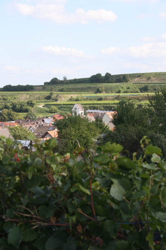 Sasbach-Leiselheim