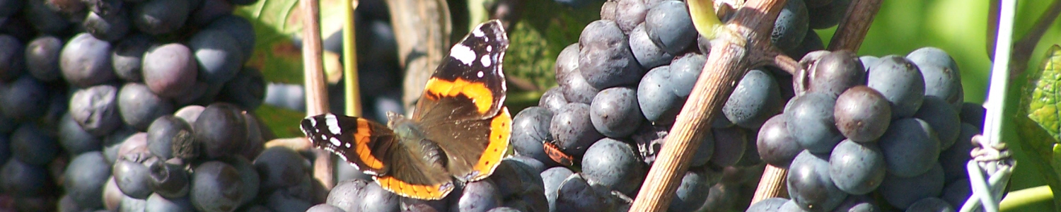 Trauben am Kaiserstuhl
