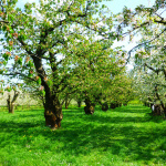 Kirschbäume bei Königschaffhausen
