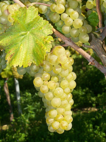 Müller-Thurgau traube