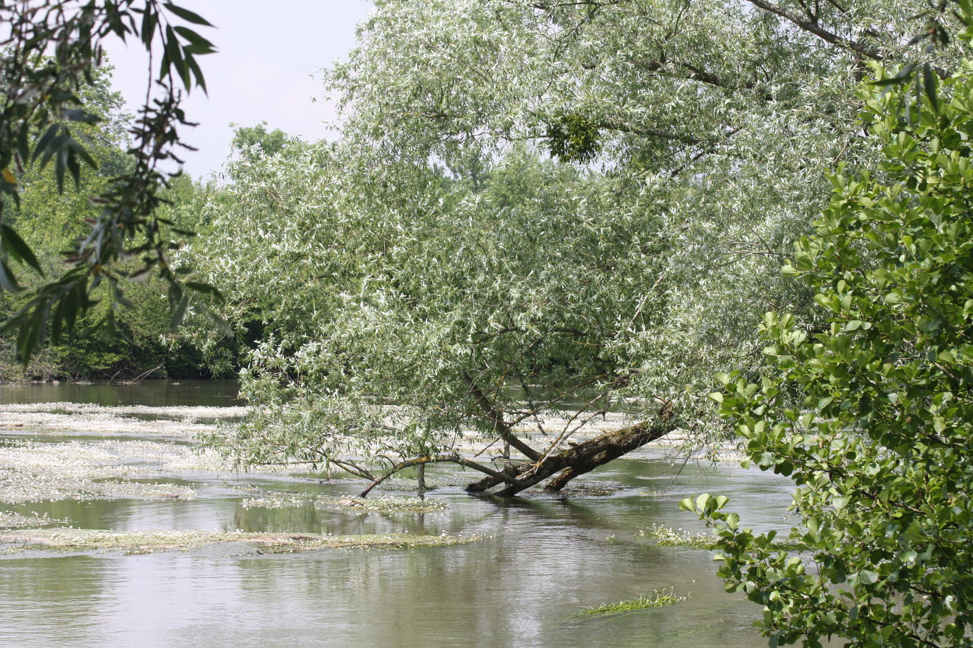 altrheinarm-mit-baum Altrheinarm mit Auenwald
