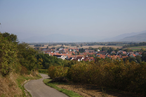 Blick vom tuniberg auf Minzingen bis nach Freiburg