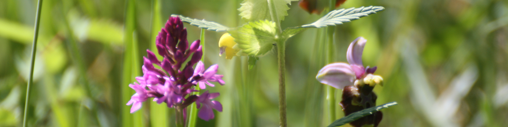 orchideen Orchideen am Kaiserstuhl
