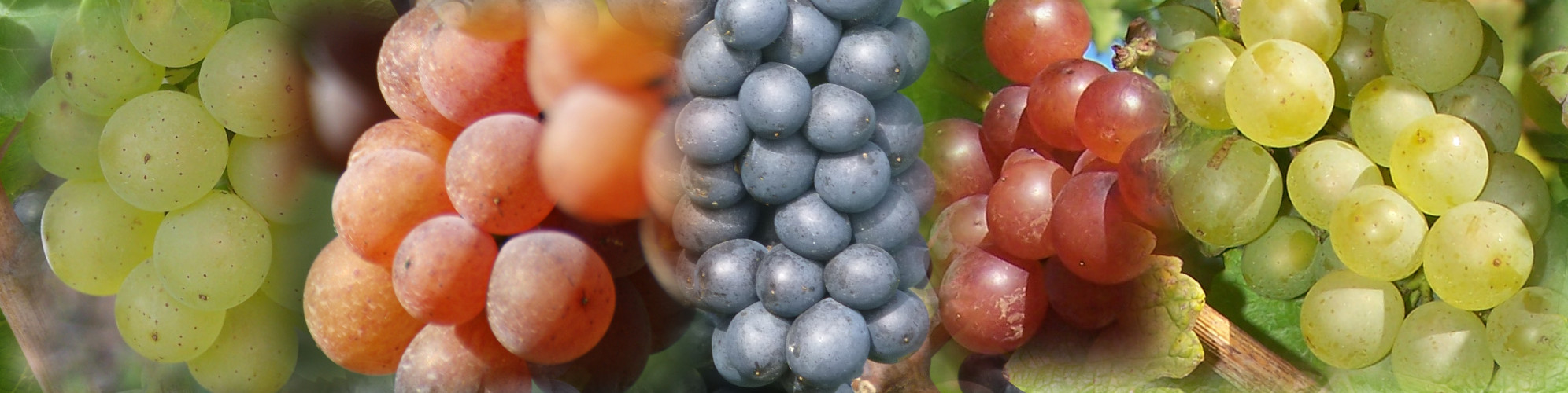 rebsorten-kaiserstuhl Rebsorten am Kaiserstuhl