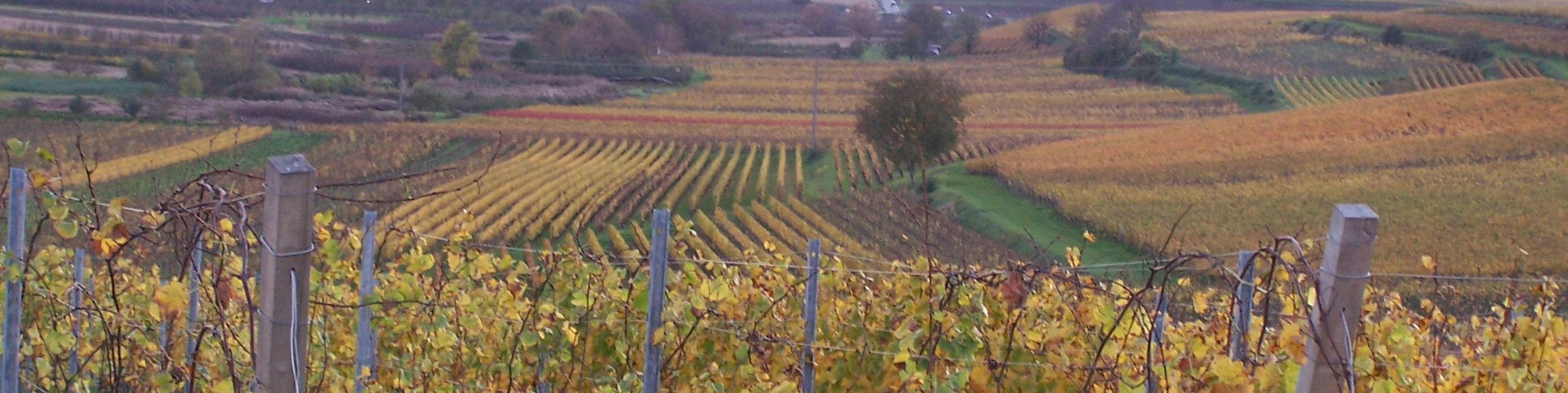 Weinlagen am Kaiserstuhl