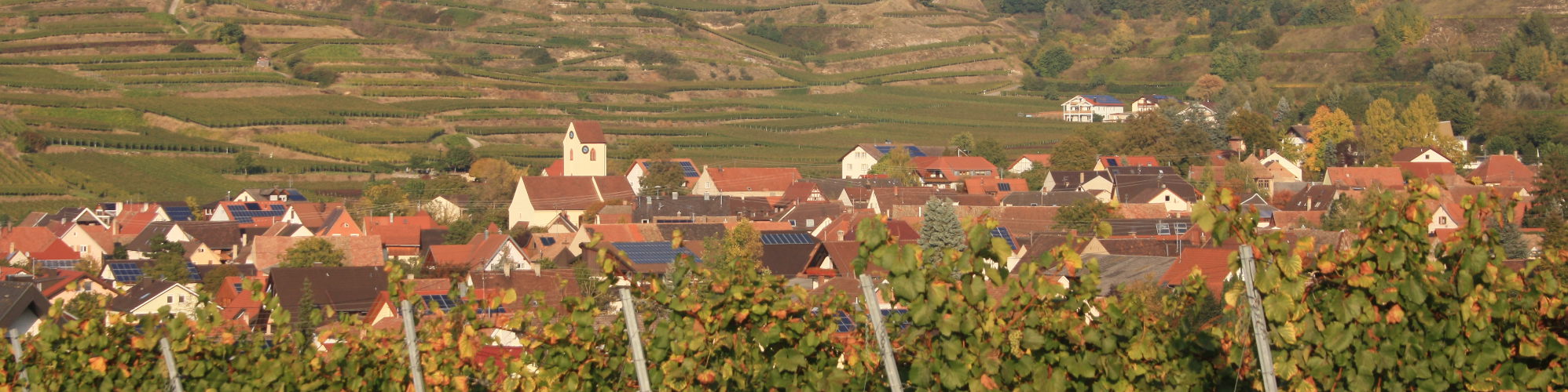 bickensohl-reben Bickensohl Ortsteil von Vogtsburg