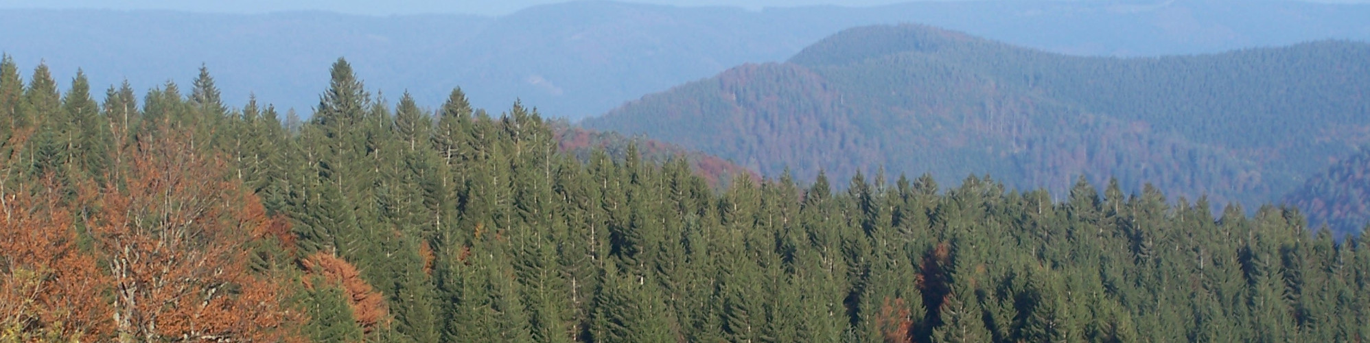 schwarzwalt-tannen Ausblick im Schwarzwald