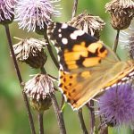 Schnmetterling