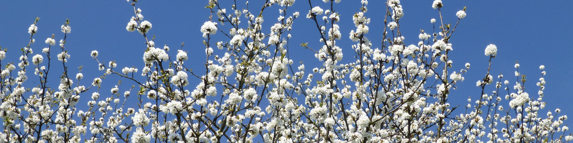 kirschblueten Kirschlüte