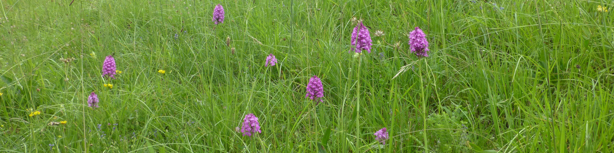 orchideenwiese Orchideenwiese