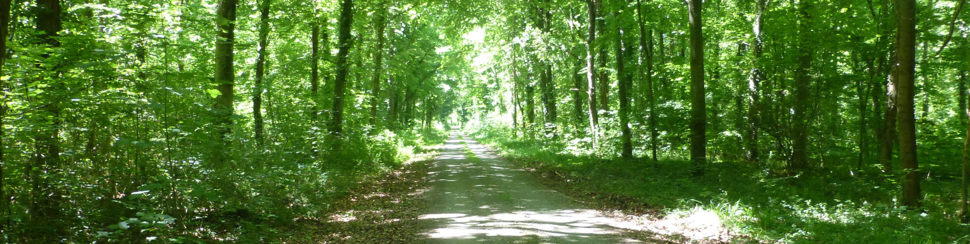 rheinwald Waldweg im Tauberdiuessen