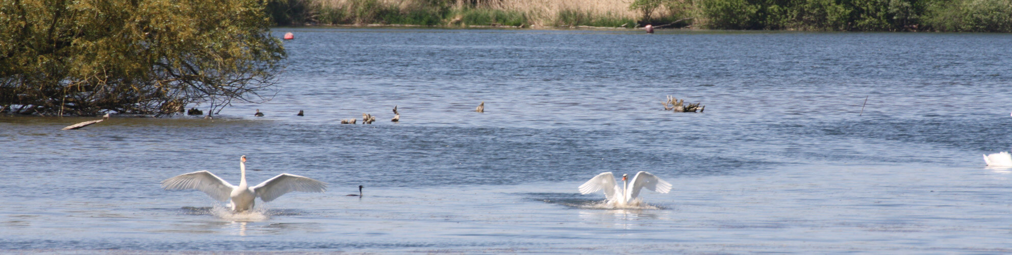 schwan-tauergiessen Kahnfahrt taubergiessen