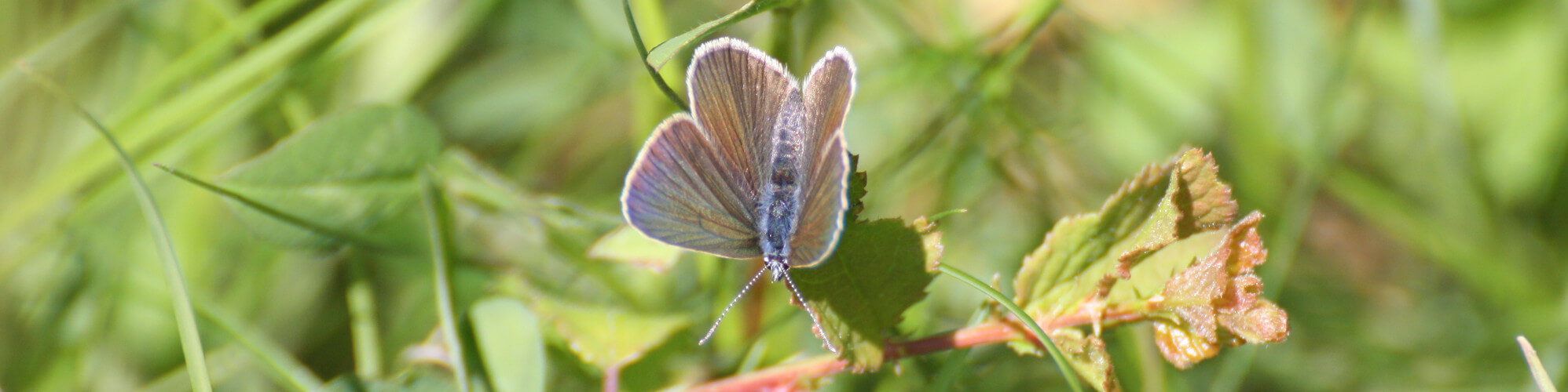 Schmetterling Natur am Kaiserstuhl