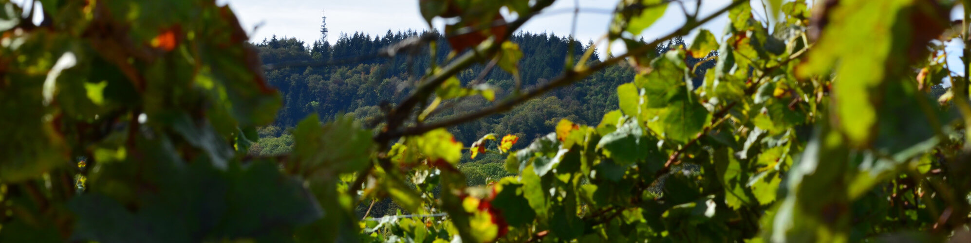 Weinbau Eichstetten Eichstetter Wein