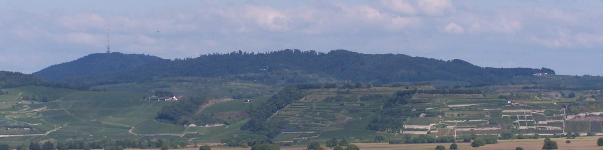 Weinbau bei Breisach