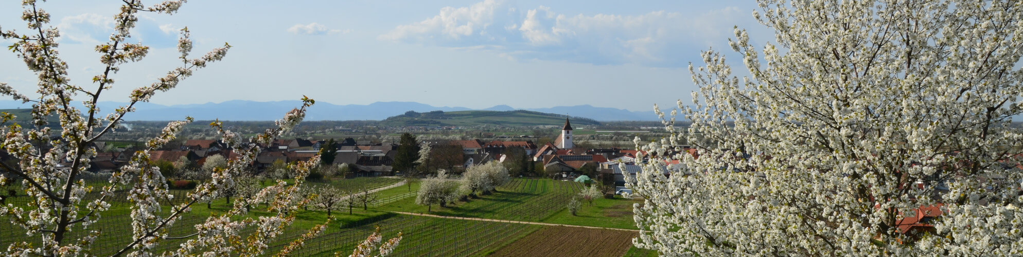 Koenigschaffhausen Kaiserstuhl Endingen Königschaffhausen