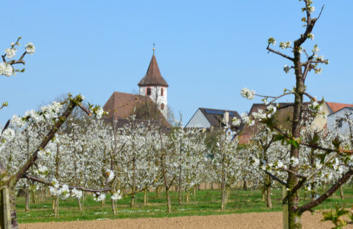 Edingen Ortsteil Königschaffhausen