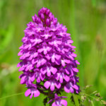 Orchidee