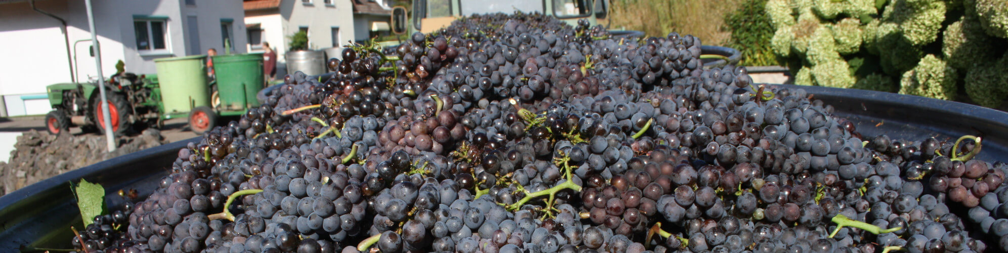 achkarrer-wein Achkarrer Spätburgunder