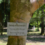 Beschriftung am Baum im Liliental