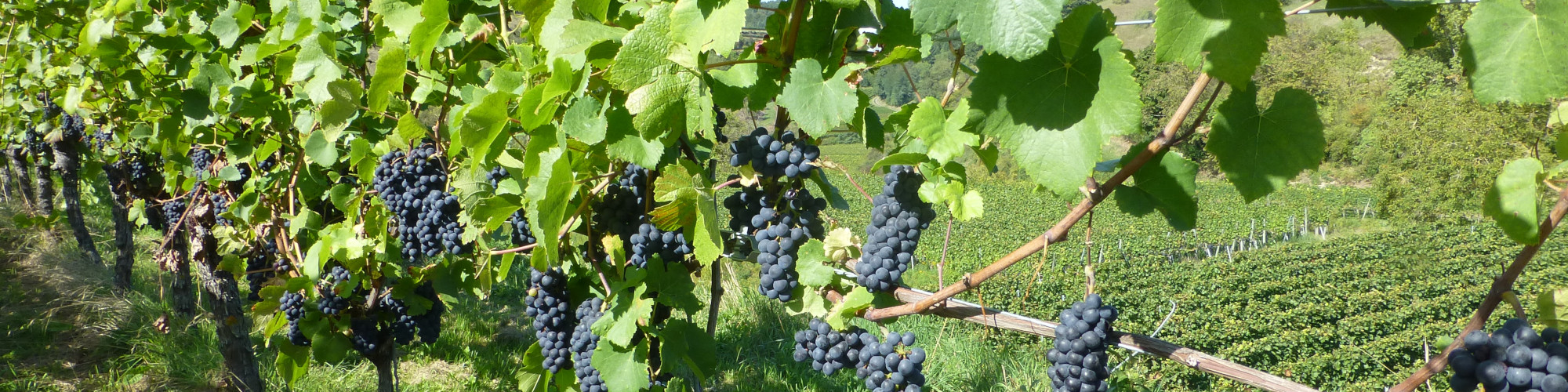 Weinbau-Tuniberg Wein am Tuniberg