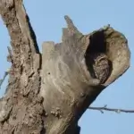 Steinkauz