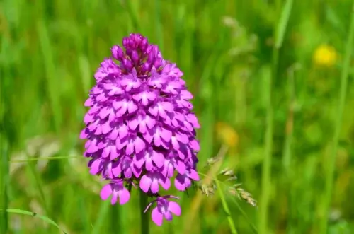 Orchidee Liliental